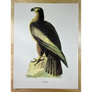 Audubon Birds of America Bald Eagle Original Print Vtg 1950 R T Peterson 9 x 12